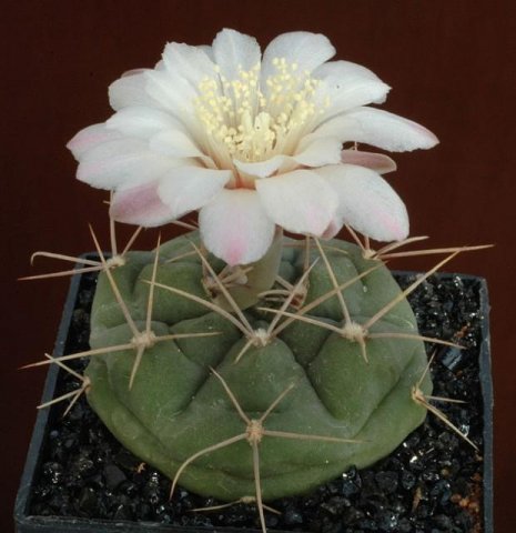 Gymnocalycium_kroenleinii